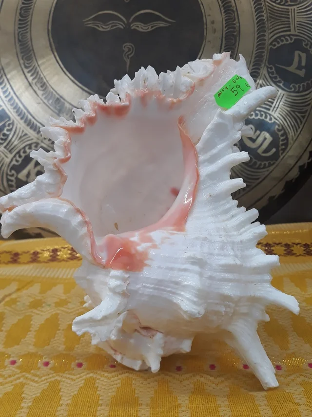 SHANKHA 607 GRAMOS CARACOLA MUSICAL BUDISTA NEPAL